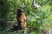 196-06-GrandTetonSusan