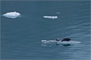 224-14-GlacierBay2017
