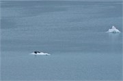 225-17-GlacierBay2017