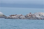 227-20-GlacierBay2017