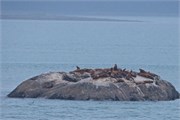228-21-GlacierBay2017