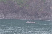 229-10-KenaiFjordWildlife