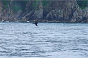 235-15-KenaiFjordWildlife