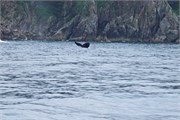 236-16-KenaiFjordWildlife