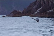 244-23-KenaiFjordWildlife