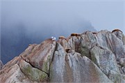249-28-KenaiFjordWildlife