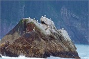250-29-KenaiFjordWildlife