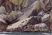 251-30-KenaiFjordWildlife