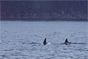 254-32-KenaiFjordWildlife