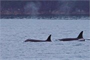 255-03-KenaiFjordWildlife