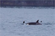 256-33-KenaiFjordWildlife