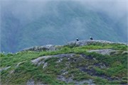257-34-KenaiFjordWildlife