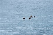 258-32-KenaiFjordFoxIsland