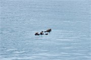 259-35-KenaiFjordWildlife