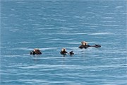 260-36-KenaiFjordWildlife