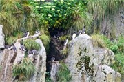 268-41-KenaiFjordWildlife