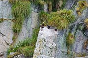 272-44-KenaiFjordWildlife