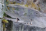 273-45-KenaiFjordWildlife