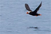 275-06-KenaiFjordWildlife