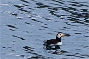 277-07-KenaiFjordWildlife
