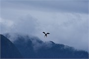 279-49-KenaiFjordWildlife