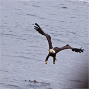 281-36-KenaiFjordFoxIsland