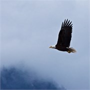 283-52-KenaiFjordWildlife