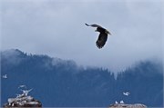 284-53-KenaiFjordWildlife