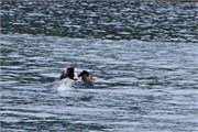 286-55-KenaiFjordWildlife