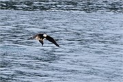 288-57-KenaiFjordWildlife
