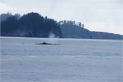 295-63-KenaiFjordWildlife