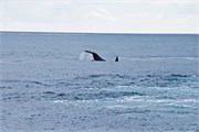 296-64-KenaiFjordWildlife