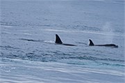 297-39-KenaiFjordFoxIsland