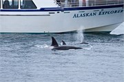 299-66-KenaiFjordWildlife