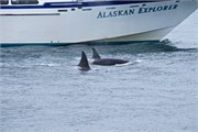 300-40-KenaiFjordFoxIsland