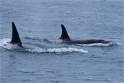303-68-KenaiFjordWildlife