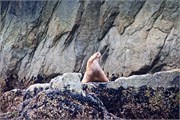 311-74-KenaiFjordWildlife