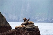 312-43-KenaiFjordFoxIsland