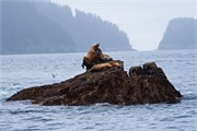 315-76-KenaiFjordWildlife
