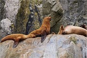 318-45-KenaiFjordFoxIsland