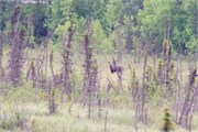 330-14-TrainToDenali