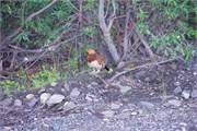 332-16-DenaliParkTour2017