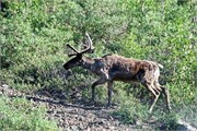 358-80-DenaliParkTour2017