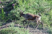 359-81-DenaliParkTour2017