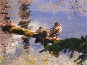 382-30-DenaliHorshoeLake
