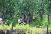 385-20-RiverboatDiscoveryIII