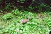 438-22-OlympicNatlParkWA