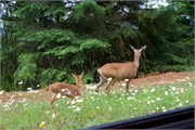 442-57-OlympicNatlParkWA