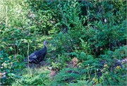 443-02-SandpointID-2-BillingsMT