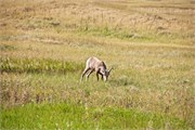 446-58-BadlandsSD